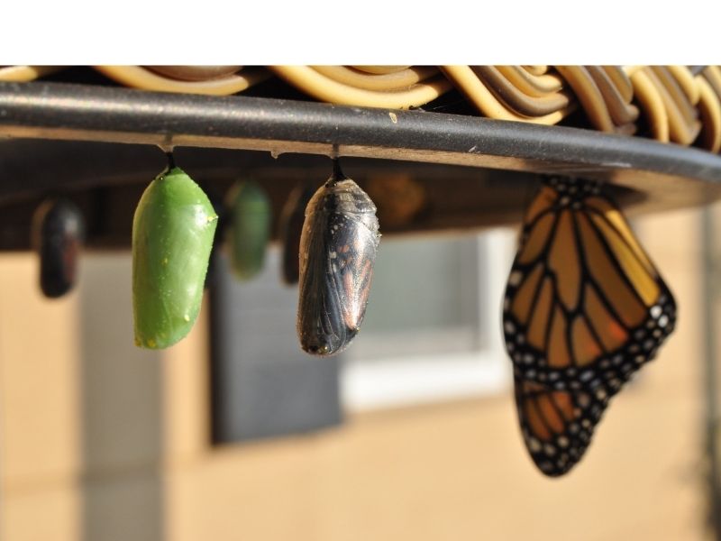 Two chrysalises and a monarch butterfly